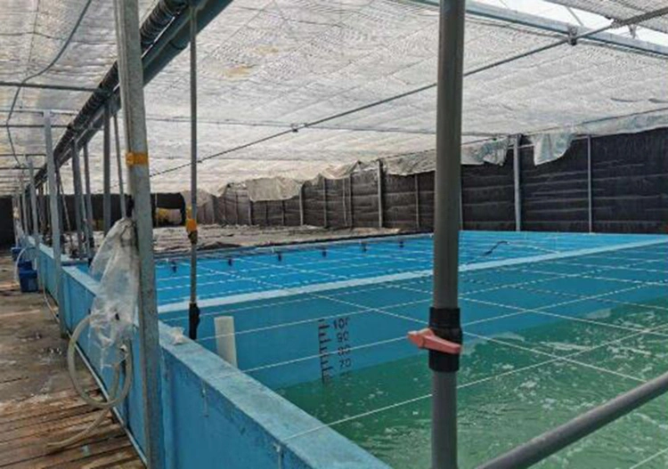 Shrimp and Prawn Aquaculture Fish Pond Aerator Ring Blower